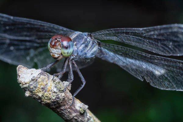 Närbild Orthetrum Albistylum Speciosum Trollslända — Stockfoto