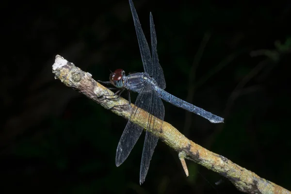 Близкий Выстрел Стрекозы Orthetrum Albistylum Speciosum — стоковое фото