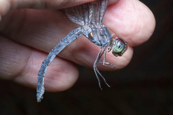 Κοντινή Λήψη Του Orthetrum Albistylum Speciosum Dragonfly — Φωτογραφία Αρχείου