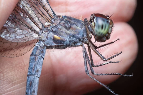 Близкий Выстрел Стрекозы Orthetrum Albistylum Speciosum — стоковое фото