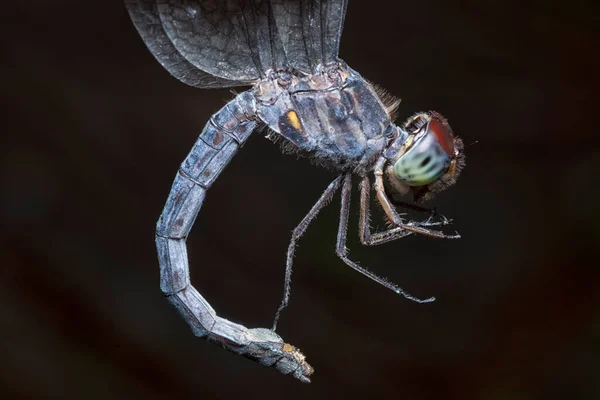 Близкий Выстрел Стрекозы Orthetrum Albistylum Speciosum — стоковое фото