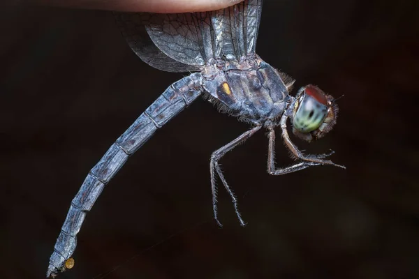 Zblízka Snímek Orthetrum Albistylum Speciosum Vážky — Stock fotografie