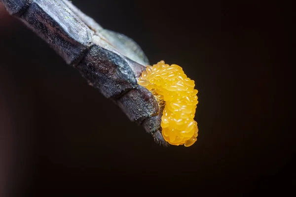 Eggs Orthetrum Albistylum Speciosum Dragonfly — Stock Photo, Image