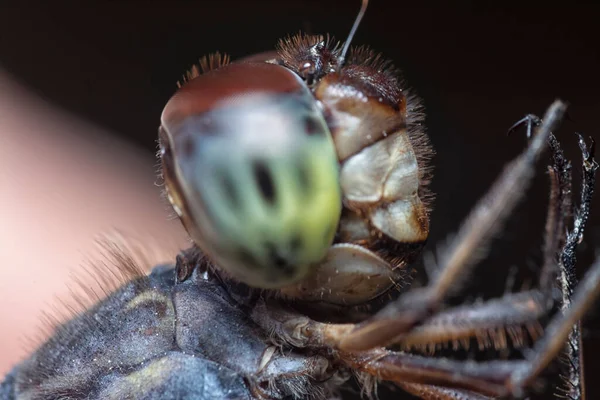 Close Shot Orthetrum Albistylum Speciosum Dragonfly — Stock Photo, Image
