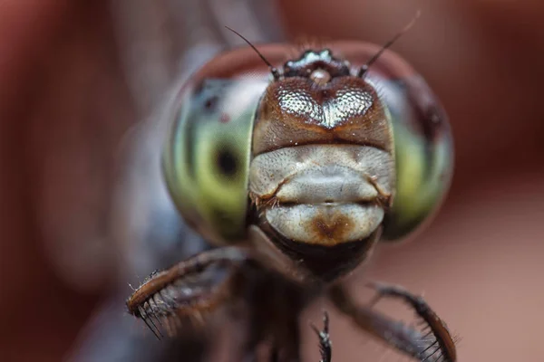 Близкий Выстрел Стрекозы Orthetrum Albistylum Speciosum — стоковое фото