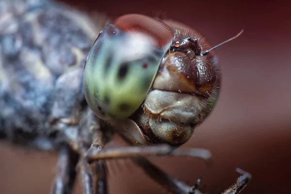 Ortoma Yakın Çekim Albistylum Specosum Yusufçuk — Stok fotoğraf