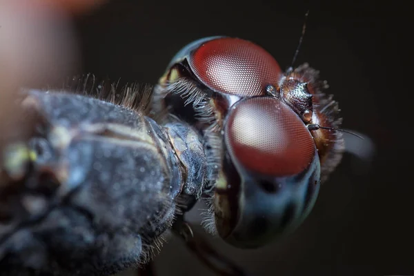 Близкий Выстрел Стрекозы Orthetrum Albistylum Speciosum — стоковое фото