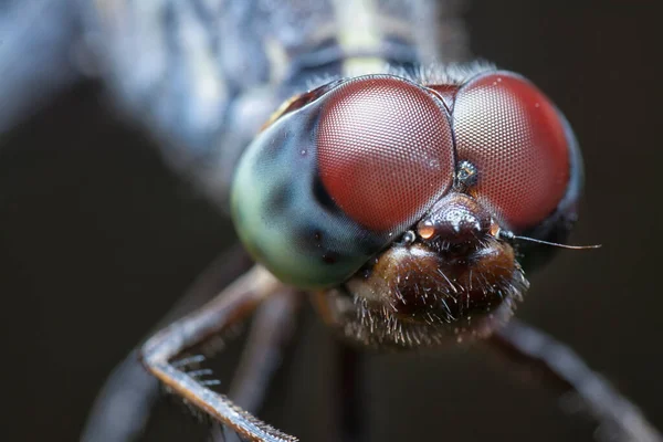 Tiro Cerca Orthetrum Albistylum Speciosum Libélula — Foto de Stock