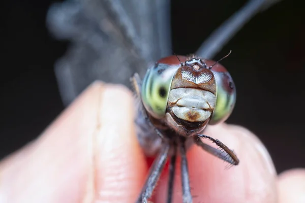 Κοντινή Λήψη Του Orthetrum Albistylum Speciosum Dragonfly — Φωτογραφία Αρχείου