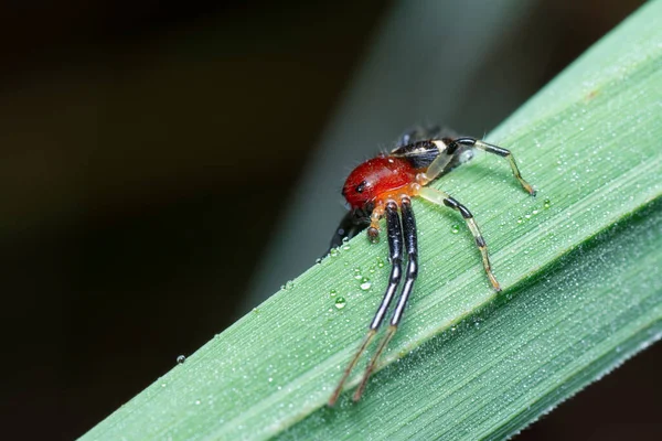 close shot of flat abdomen crab spider