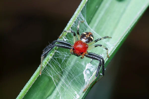 close shot of flat abdomen crab spider