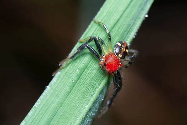 Tiro Perto Abdômen Plana Aranha Caranguejo — Fotografia de Stock