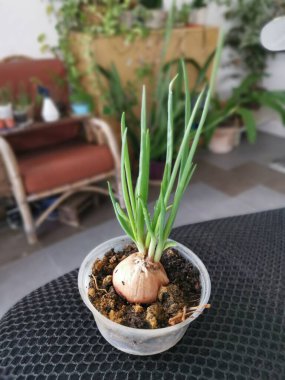 Plastik kabın içindeki meyvelerden taze soğan filizleniyor.