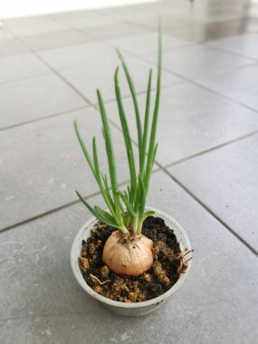 Plastik kabın içindeki meyvelerden taze soğan filizleniyor.