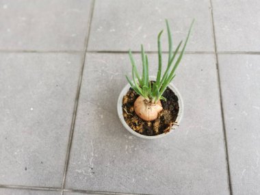 Plastik kabın içindeki meyvelerden taze soğan filizleniyor.