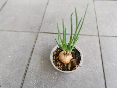 Plastik kabın içindeki meyvelerden taze soğan filizleniyor.