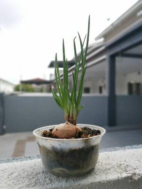 Plastik kabın içindeki meyvelerden taze soğan filizleniyor.