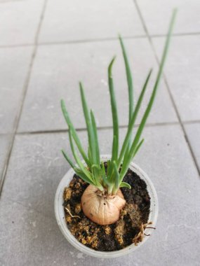 Plastik kabın içindeki meyvelerden taze soğan filizleniyor.