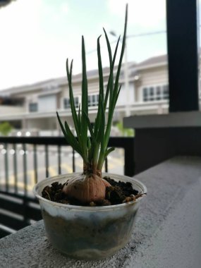 Plastik kabın içindeki meyvelerden taze soğan filizleniyor.