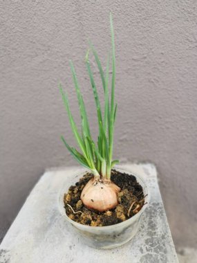 Plastik kabın içindeki meyvelerden taze soğan filizleniyor.