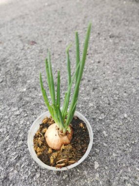 Plastik kabın içindeki meyvelerden taze soğan filizleniyor.