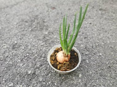 Plastik kabın içindeki meyvelerden taze soğan filizleniyor.