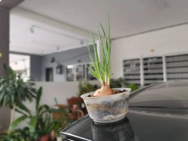 spring onion sprouting from the fruit in the plastic container