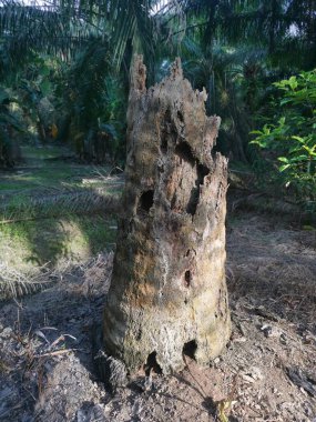 Çiftlikte tek bir ölü ağaç gövdesi..