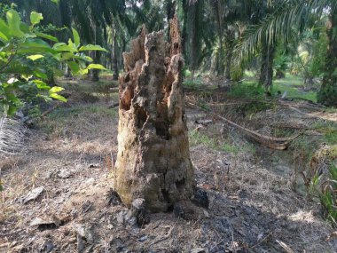 Çiftlikte tek bir ölü ağaç gövdesi..