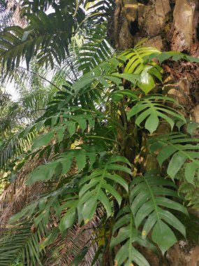 Palmiye ağacında sürünen büyük yapraklı canavar bitkisi.