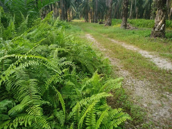 Wild Foliage Bushes Palm Plantation — Stock Photo, Image