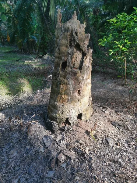 Tronc Arbre Mort Unique Plantation — Photo