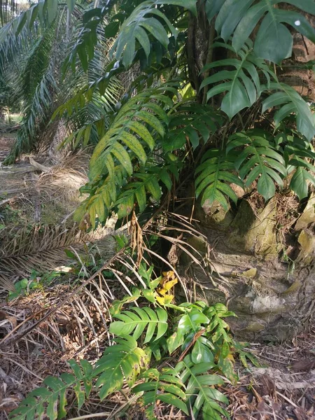 Grande Plante Monstérie Feuillue Rampant Sur Palmier — Photo