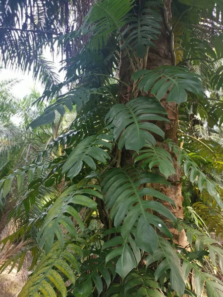 Duża Liściasta Roślina Monsteria Czołgająca Się Palmie — Zdjęcie stockowe