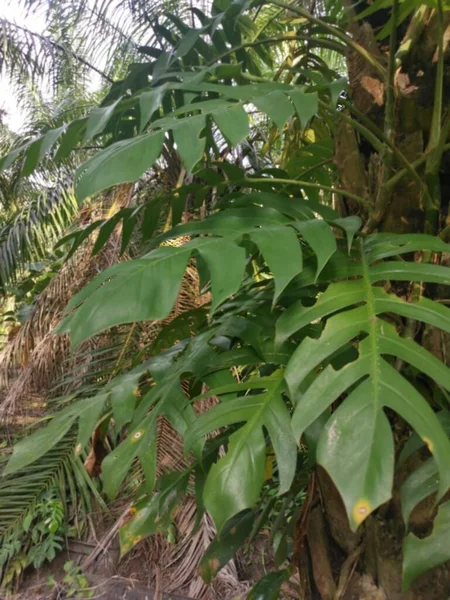 Большое Листое Растение Монстерии Ползает Пальме — стоковое фото