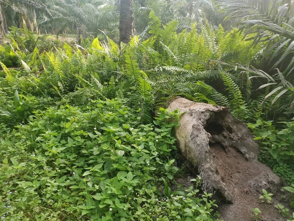 Palmiye Fidanlığındaki Yabani Yapraklar — Stok fotoğraf