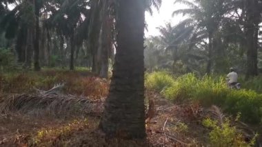 Palmiye yağı çiftliğinde pırıl pırıl bir sabah