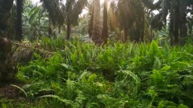 Palmiye yağı tarlasında yabani yapraklar..