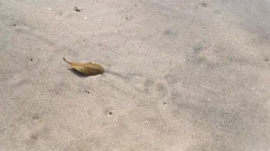 Gündüz sahnesi deniz yükseldiğinde kumlu kumsalda dalgalar hareket ederken