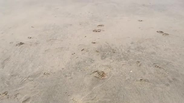 Gündüz Sahnesi Deniz Yükseldiğinde Kumlu Kumsalda Dalgalar Hareket Ederken — Stok video