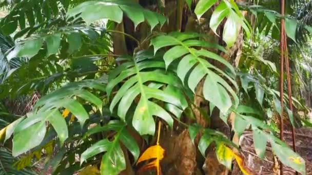 Metraje Grandes Plantas Monstruos Gateando Palmera — Vídeo de stock