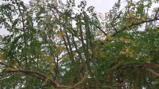 Кадры Высокого Дерева Моринги Олеферы — стоковое видео