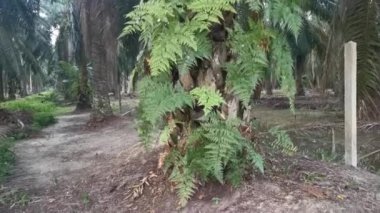 Yeşil Davalliaceae eğreltiotu yapraklarının görüntüleri..