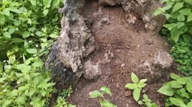 Palmiye yağı tarlasında yetişen kemancı eğreltiotunun görüntüleri..