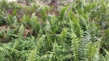 Palmiye yağı tarlasında yetişen kemancı eğreltiotunun görüntüleri..