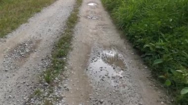 Vahşi palmiye yağı tarlasına girerken görüntüler.