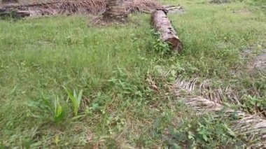 Vahşi palmiye yağı çiftliğine girerken çekilmiş görüntüler..