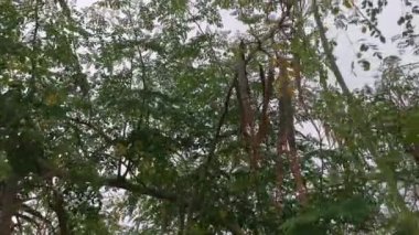 Uzun bir Moringa ağaç bitkisinin görüntüleri.