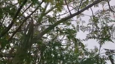 Uzun bir Moringa ağaç bitkisinin görüntüleri.
