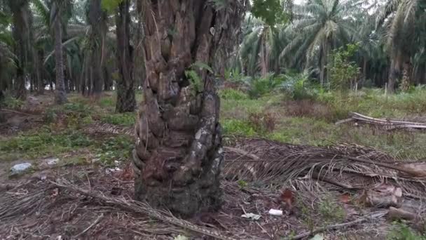 Imágenes Asplenio Nidus Creciendo Tronco Palmera — Vídeos de Stock